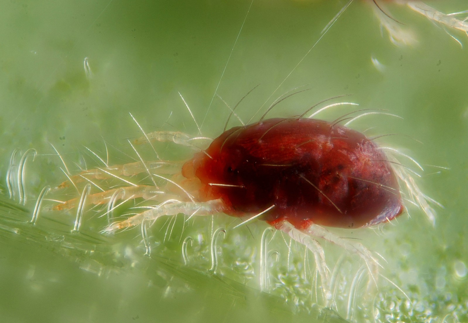 花卉有害生物之红蜘蛛防治