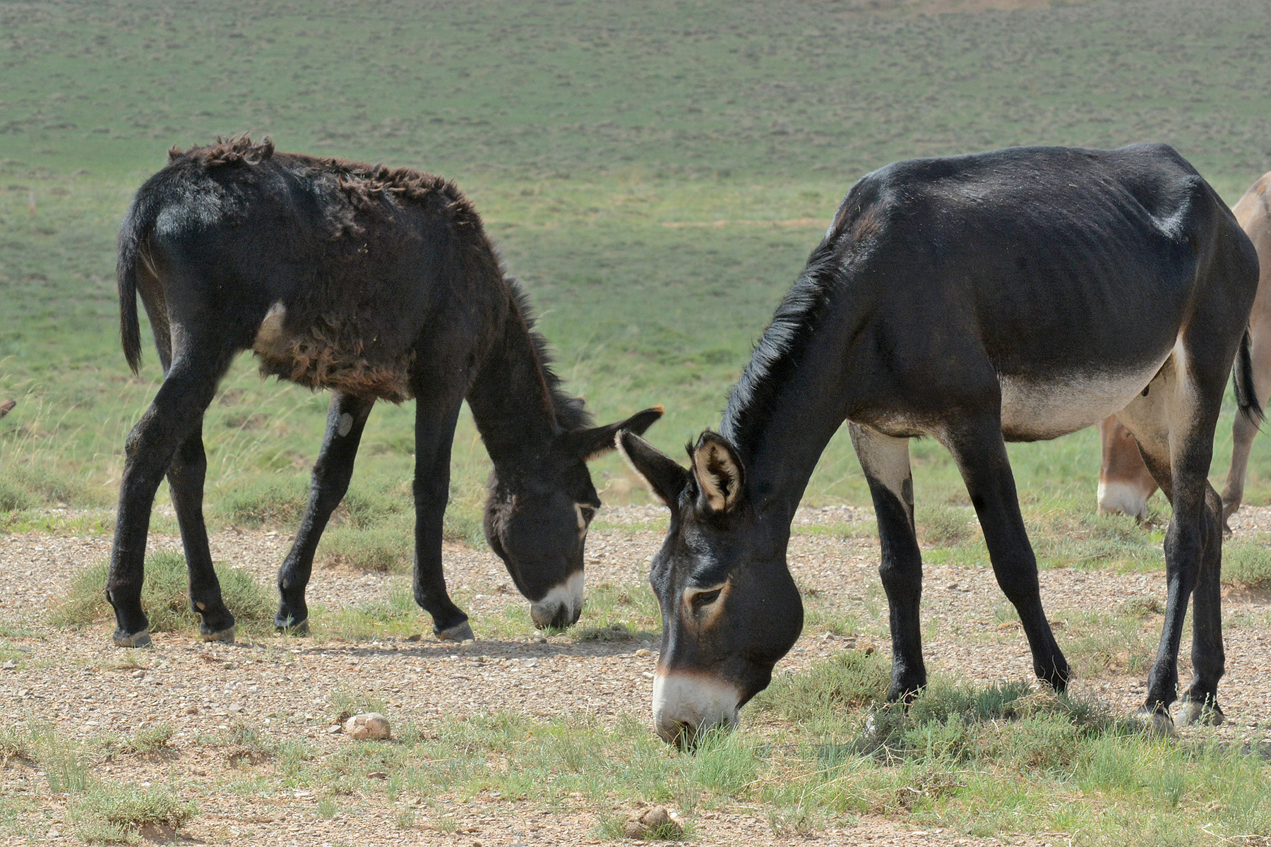 我国边疆草原发现数十头驴,野生蒙古驴?