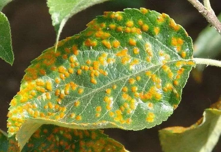 锈病是真菌类植物病害,春夏季大雨多风季节,最容易发生.