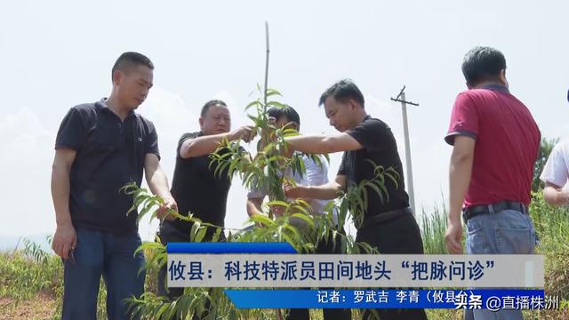 湖南省林业科学院研究员张良波就驱车200多公里,来到位于攸县渌田镇潞