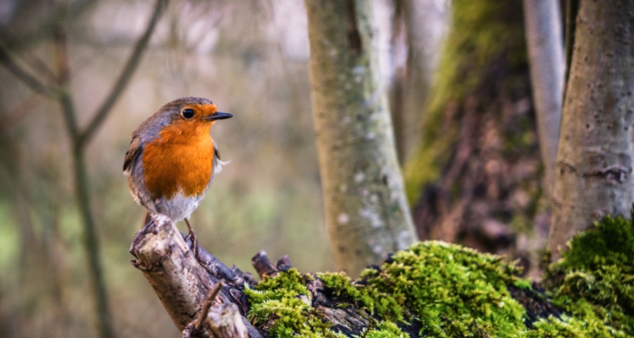 不惧市场低迷，一个中国家电新产业正破茧待出-家电圈官网