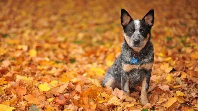 狗狗智商排名,你家狗狗排第幾?_牧羊犬