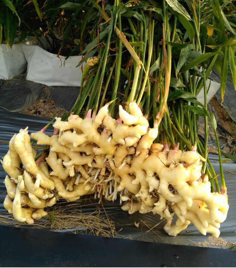 极暖,健康温暖每一个中国人_文冬姜