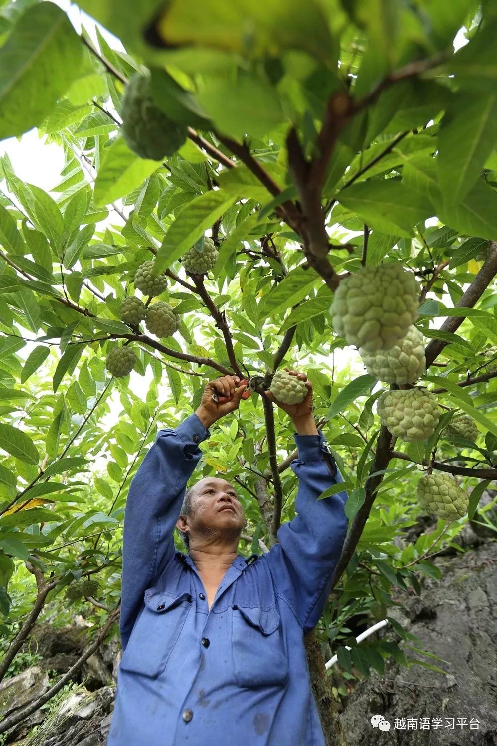 越南谅山省芝陵番荔枝进入成熟旺季果农大丰收场景