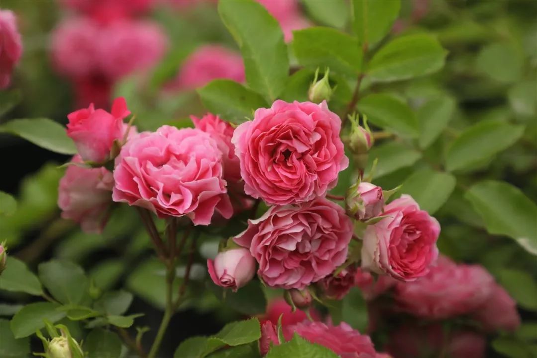 5折包邮一棵能开上千朵花狼家最火的胭脂扣月季来了