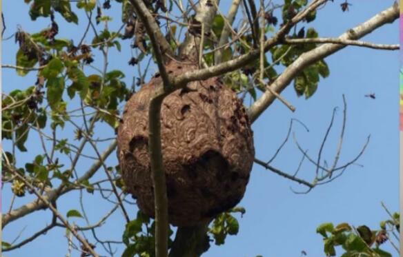 男子被蜇了六个包,意识模糊腿发软,医生:救治不及时会有生命危险_马蜂
