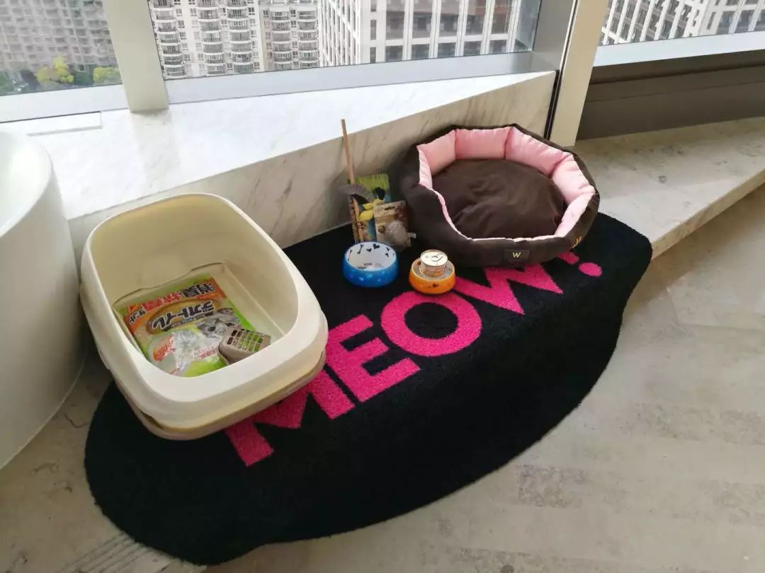 北京宠物龙猫