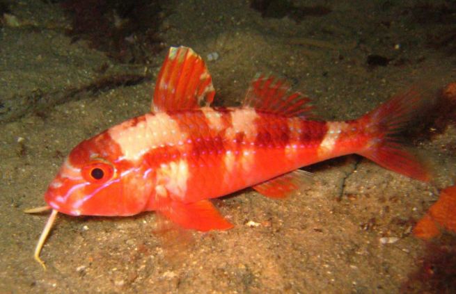 荐读▏名字叫山羊的鱼