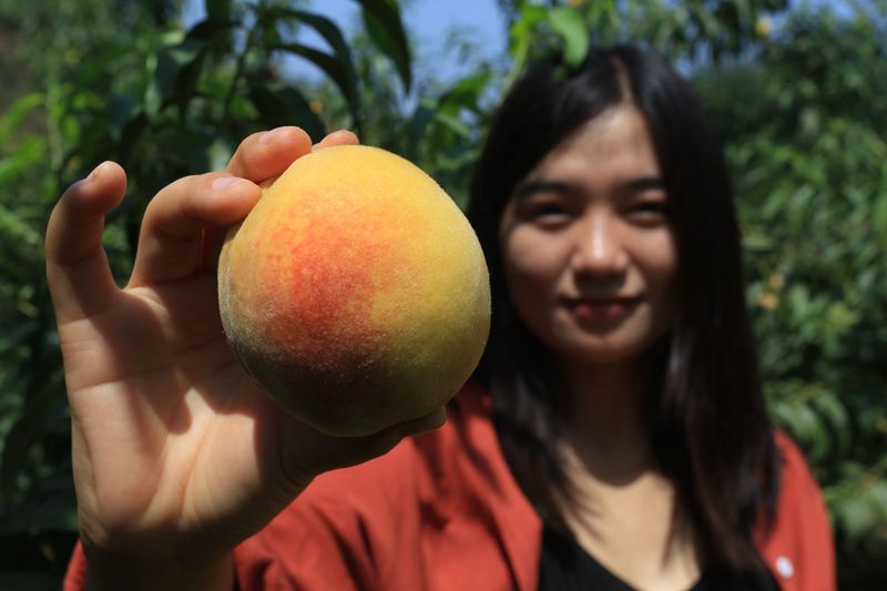 郑州山村黄桃丰收销路难 "荣誉村民"争相来代言