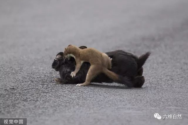 白鼬撕咬大两倍的黑兔咬住不松口松口猎物就会没有