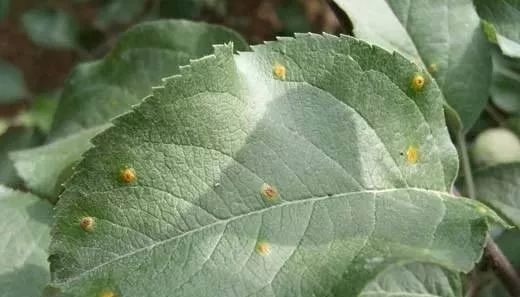 叶片上总是出现黄色的斑斑点点,咋回事?_锈病