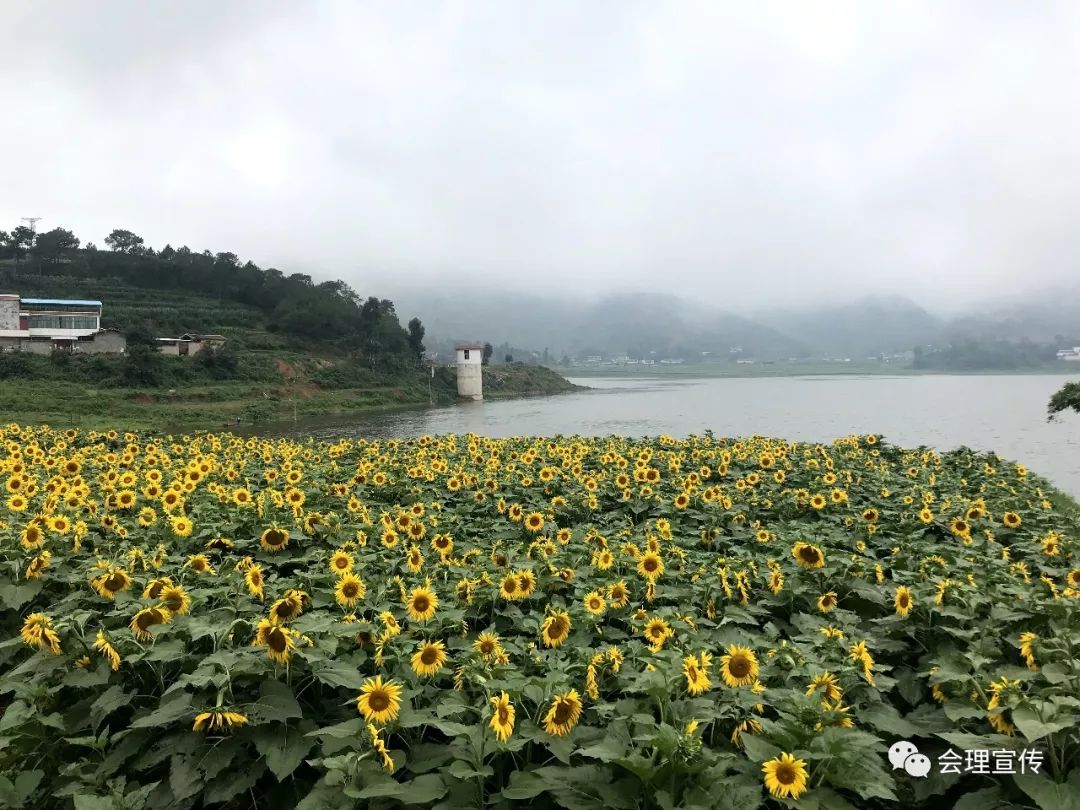 黎溪鎮2019古道花海季大型展演活動緊密鑼鼓籌備中