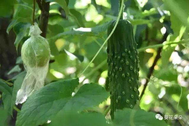 的黄瓜不像普通黄瓜那样表面光滑,而是长满了"疙瘩",俗称"老蚧黄瓜"