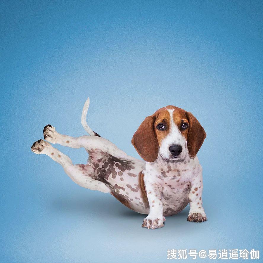 半月式单手倒立今天小y就带你们一起来了解一下,这些标准的瑜伽体式