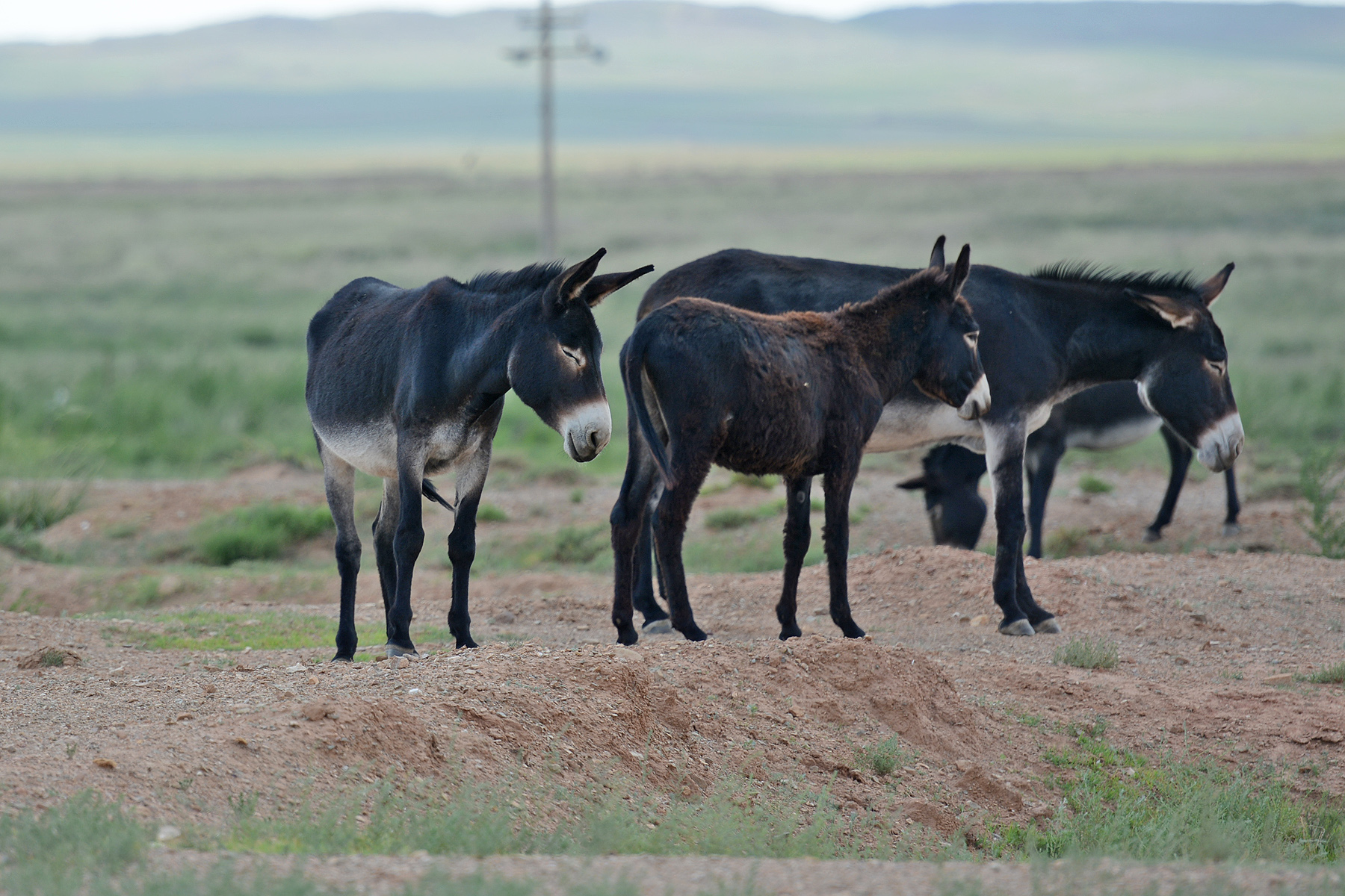 我国边疆草原发现数十头驴,野生蒙古驴?