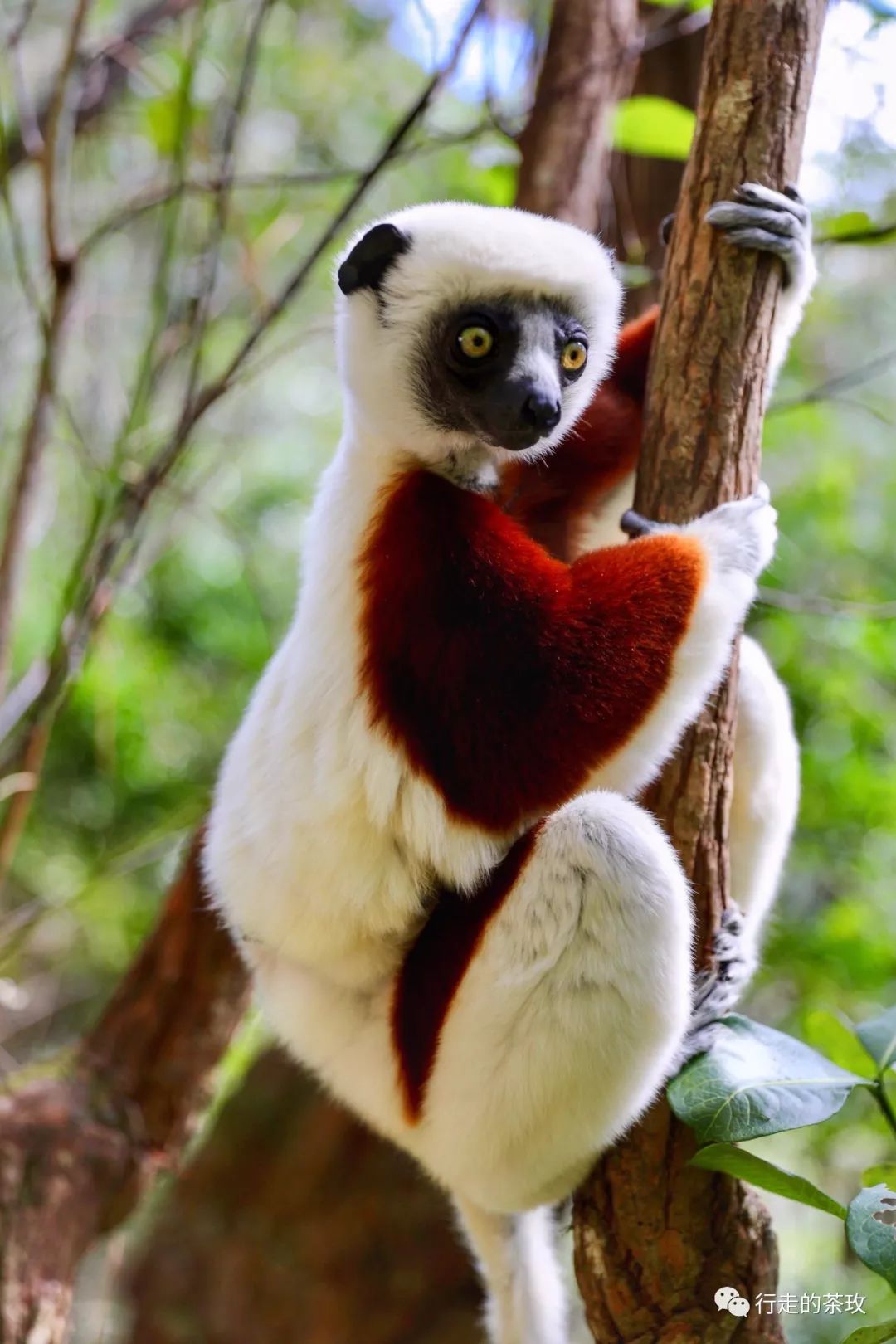 马达加斯加真的就像走进动画片有你好玩