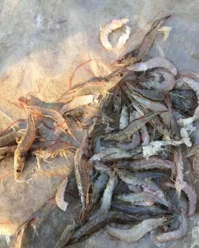 (1) 蓝藻释放的藻毒素会危害对虾蓝藻和裸藻的爆发会有那些危害夏季的