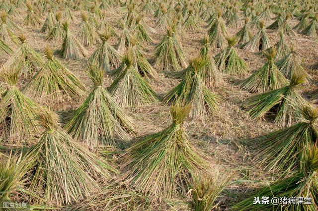 秸秆还田对水稻病虫害及产量影响分析