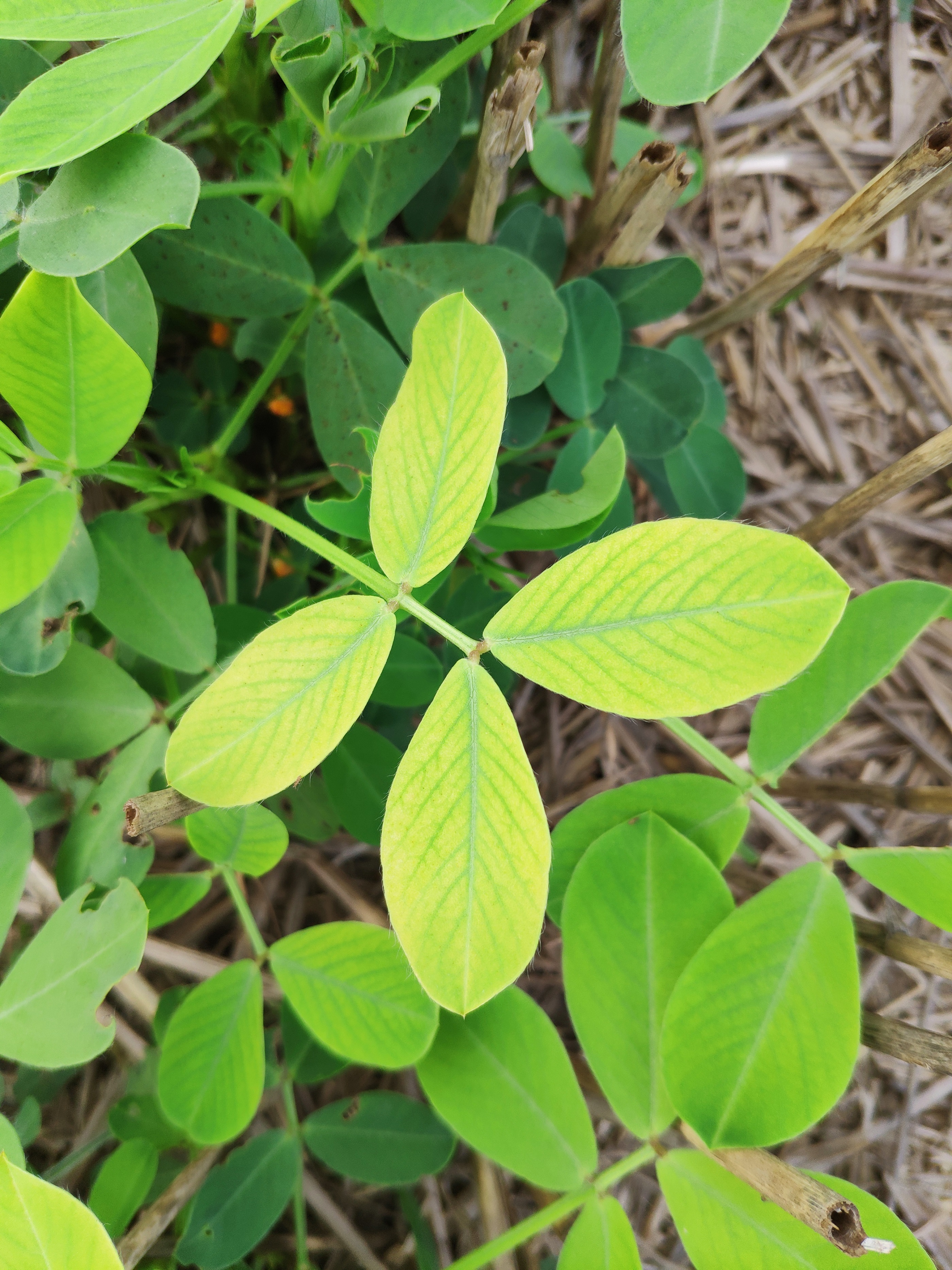 大雨过后花生叶片黄化