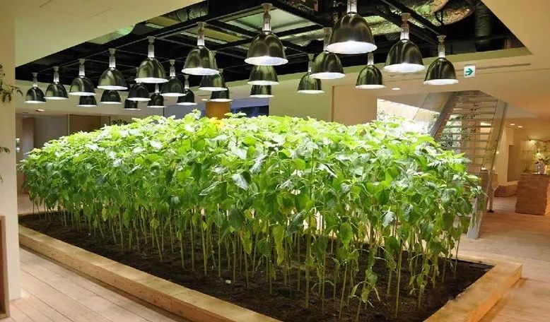 东京pasona总部办公室农场藤田智老师教你在阳台种菜