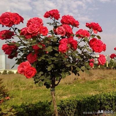 独杆月季分枝少的原因有哪些如何促发分枝让其花开爆盆