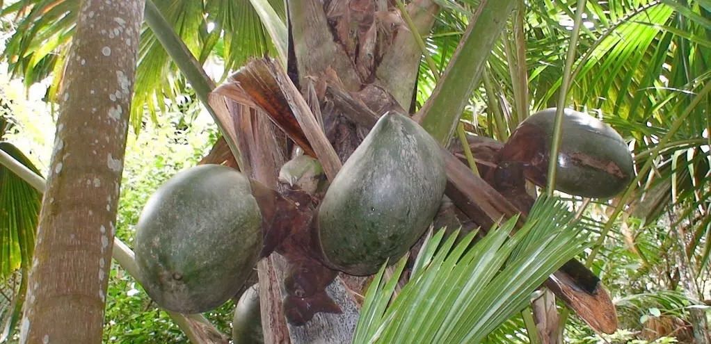 成熟的果实一一复椰子是目前世界上最大的果实,直径有40一50厘米,重15