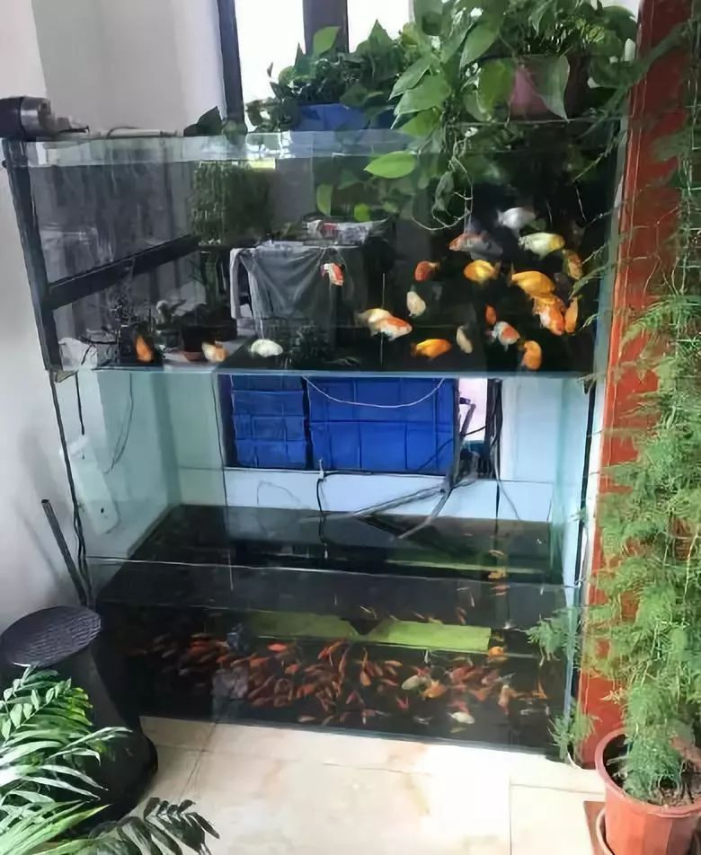 给你的阳台装个鱼缸