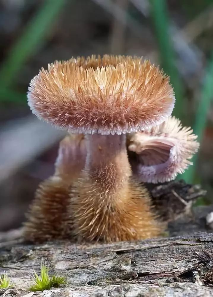 绝绝绝绝世罕见的蘑菇让你目瞪口呆