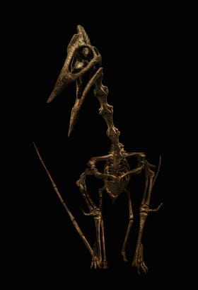 翼龙化石曼特尔龙化石钉状龙,和剑龙很像剑齿虎,一万年前才灭绝的当然