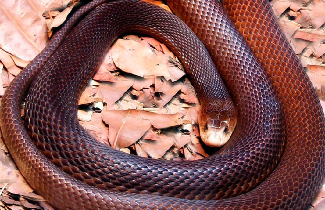 世界上最恐怖蛇图片