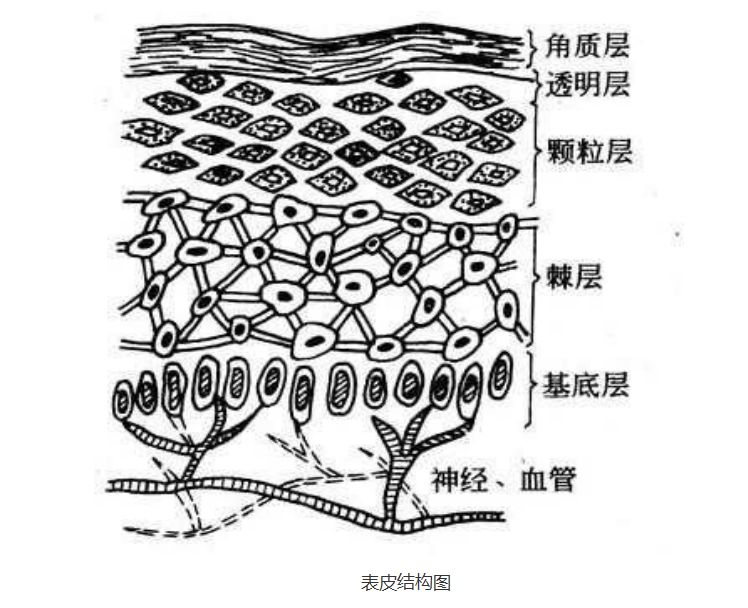 皮肤组织结构图手绘图片