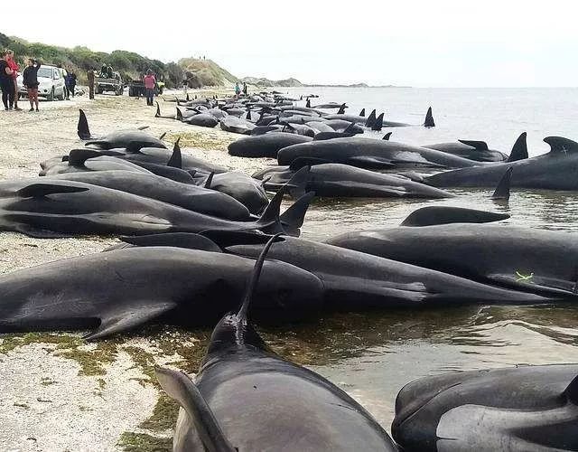 2018年11月24日,新西兰斯图尔特岛145头领航鲸搁浅在海滩 " 集体自杀