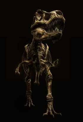 霸王龙化石剑龙化石翼龙化石曼特尔龙化石钉状龙,和剑龙很像剑齿虎,一