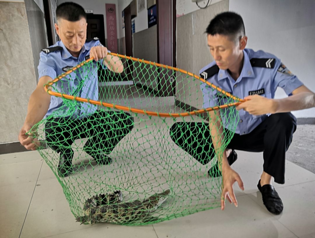 鱷該鱷魚主要分佈在東南亞的婆羅洲,印尼,馬來西亞,泰國以及越南等地