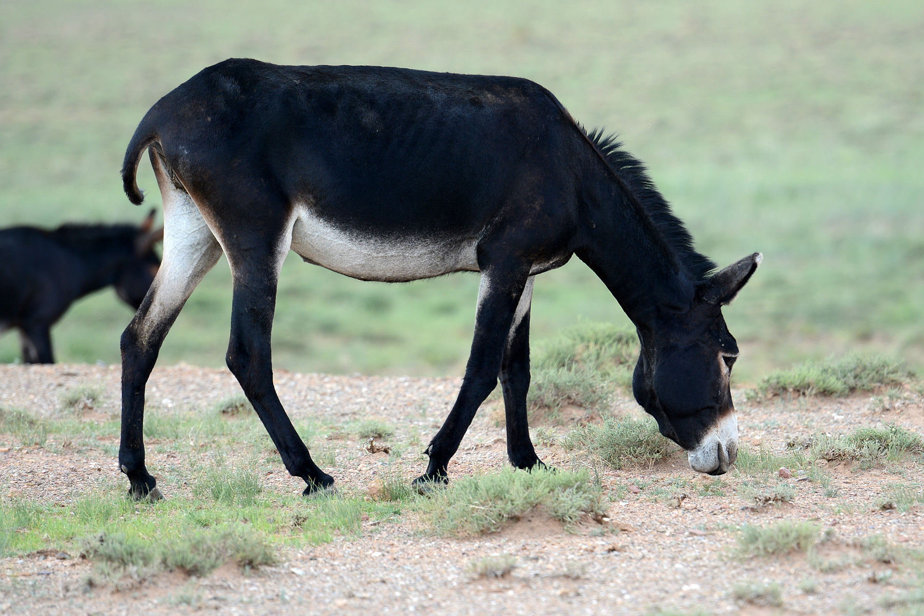 我国边疆草原发现数十头驴,野生蒙古驴?