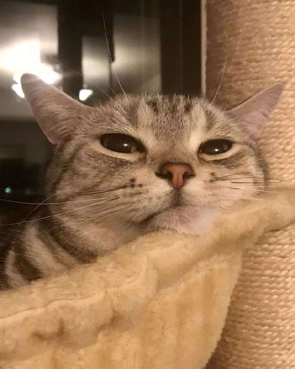 今天也是被小猫咪萌哭的一天一起来云吸