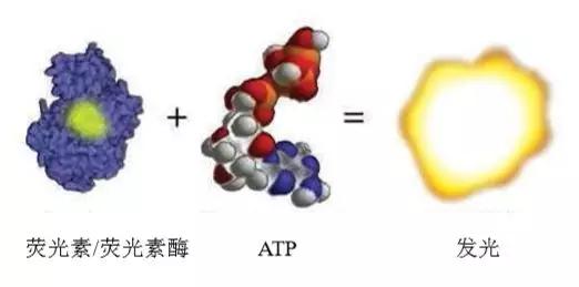ATP快速荧光检测仪知识点汇总_表面