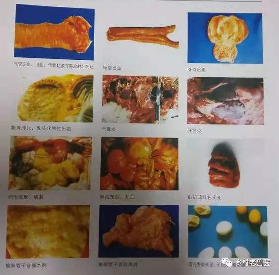 鸡常见疾病防治——禽流感_症状