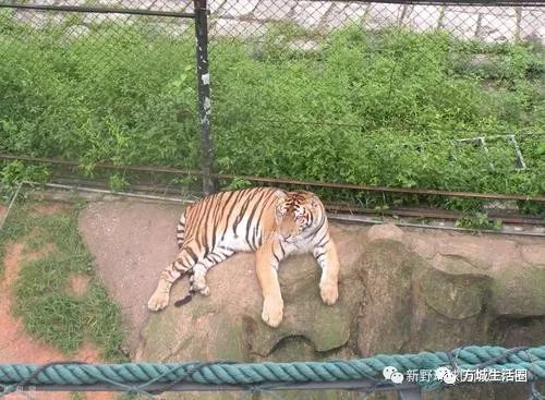 【方城事儿】填问卷领红包,爱心助力学子梦(8月13日)_动物园