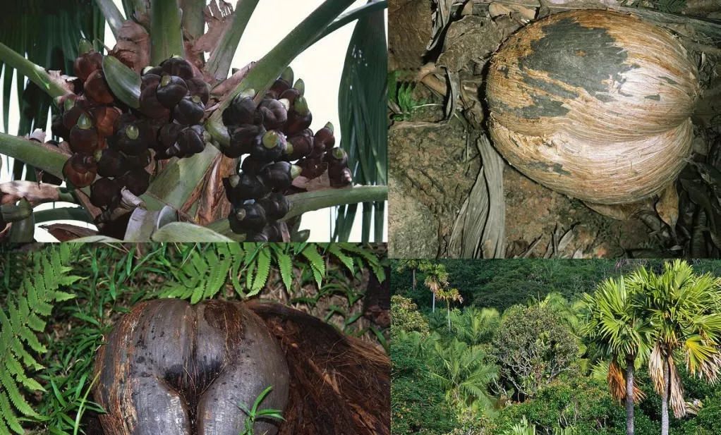 海底椰丨雌雄异株,相对而立的"爱情果",是滋阴润肺的美味佳品