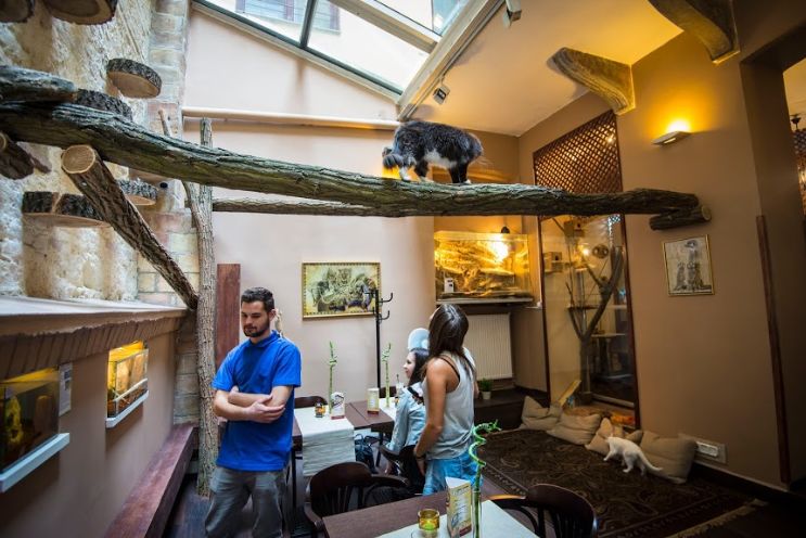 布达佩斯网红动物咖啡屋让小动物们成为你的咖啡伴侣吧