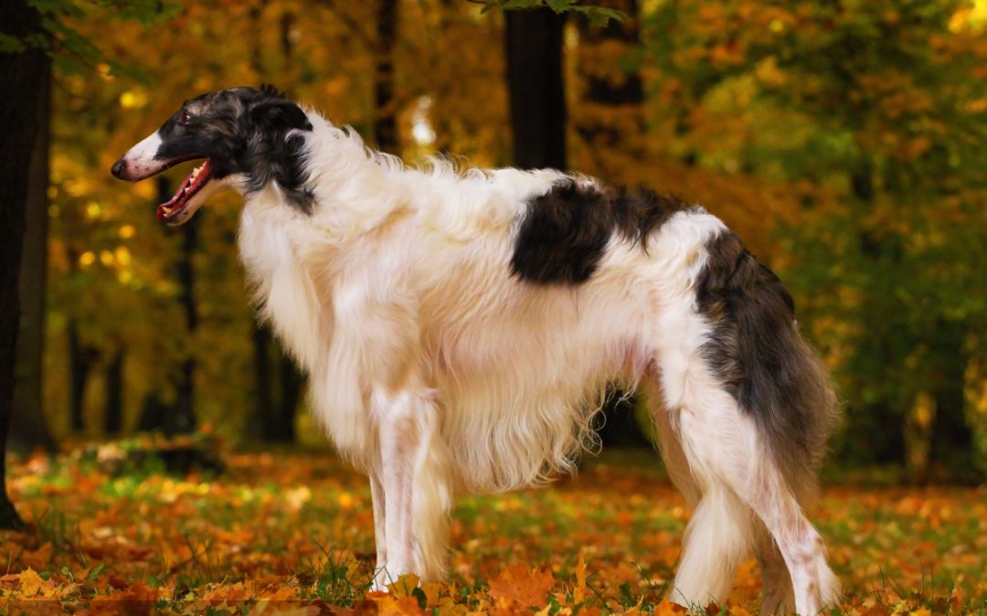 世界上著名的二十种超大型狗你认识多少