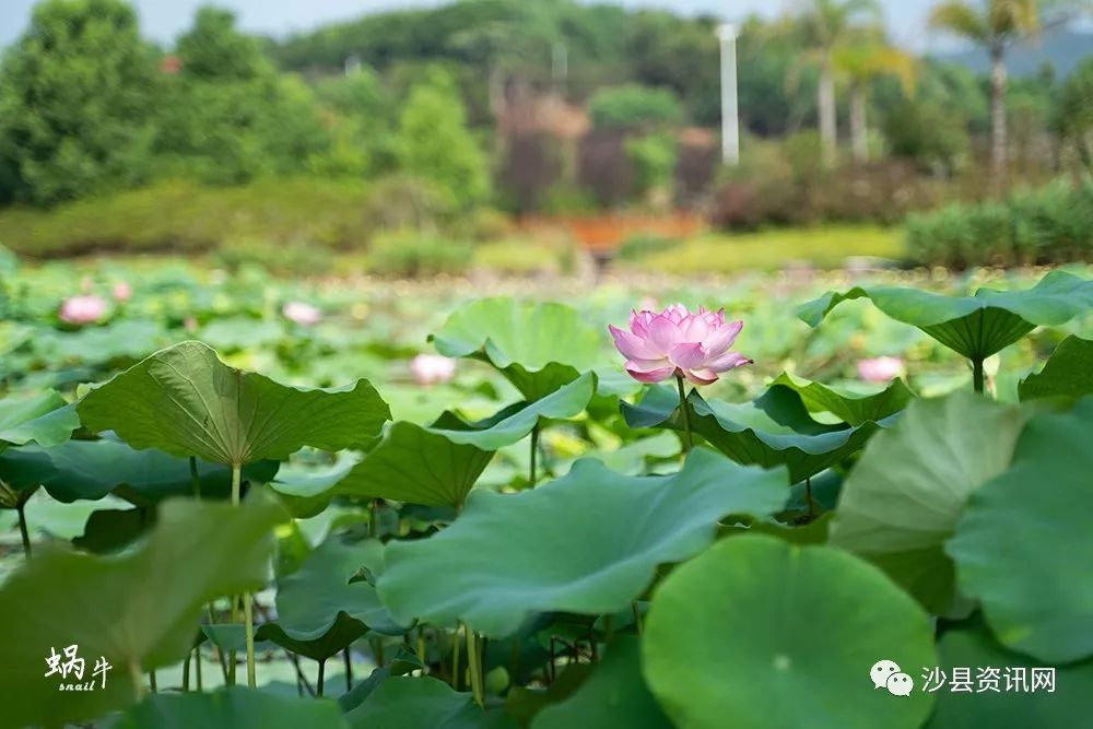 花開綽約沙縣龍湖公園的池塘裡又到了一年賞荷