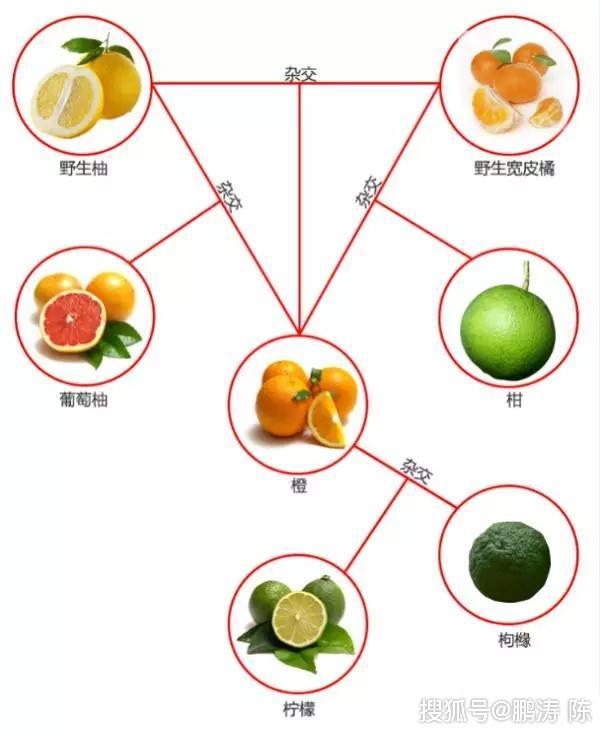 果品知识丨柑橘已成为中国第一大水果