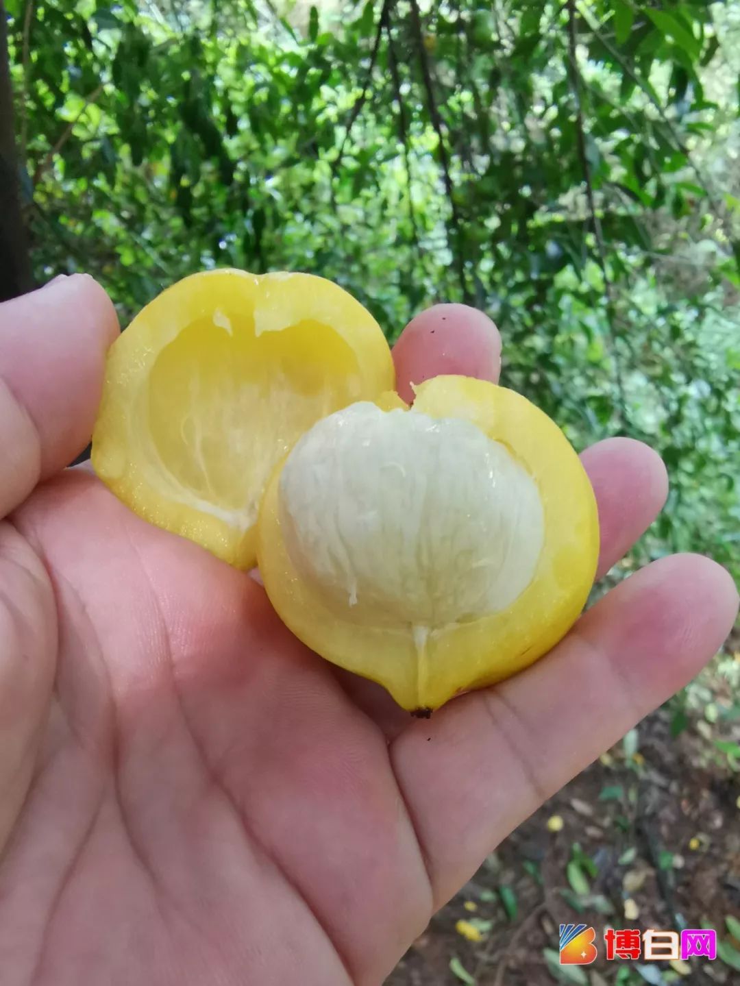 很多人可能不知道,野山竹不但好吃,还有药用价值呢.