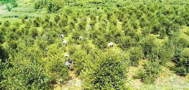 漫山遍野的油茶樹將帶動村民脫貧.