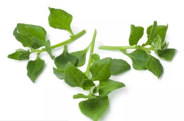 世园会百蔬园丨百种时令蔬菜番杏五十八