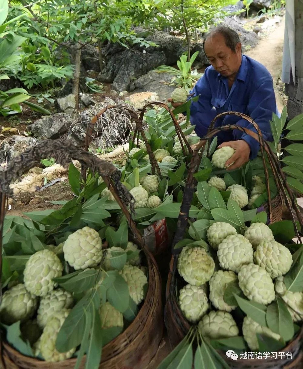 越南谅山省芝陵县的番荔枝种植面积约为1600公顷.
