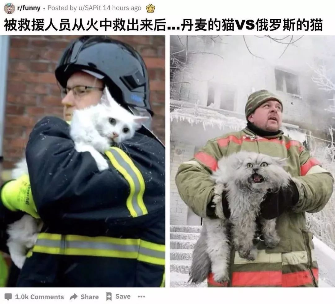 同样是从火场救出来的猫丹麦和俄罗斯的怎么差别这么大不愧是战斗名族