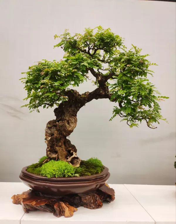 牟燕的银奖作品清香木《为护青翠不知年》